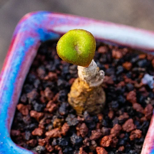 Tylecodon opelii — CAP-K0079