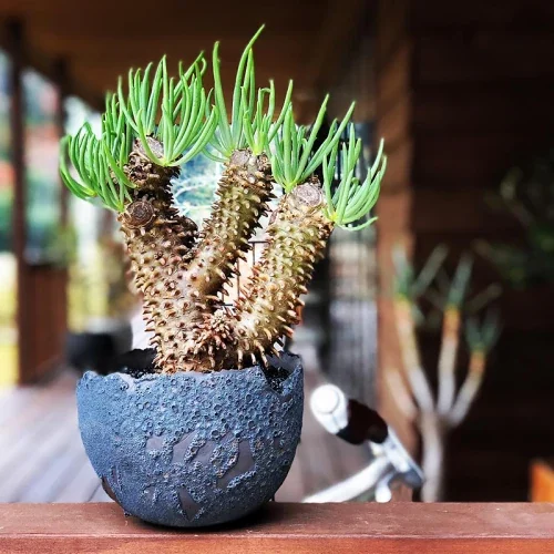 Tylecodon wallichii — CAP-K0082