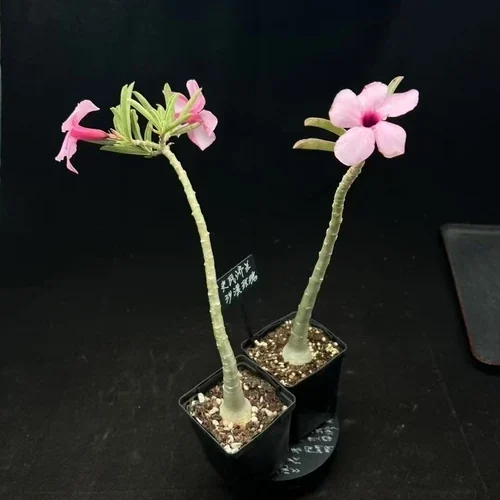 Adenium swazicum — CAP-K0088