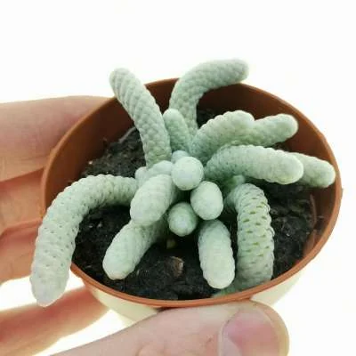 Anacampseros papyracea — CAP-K0090