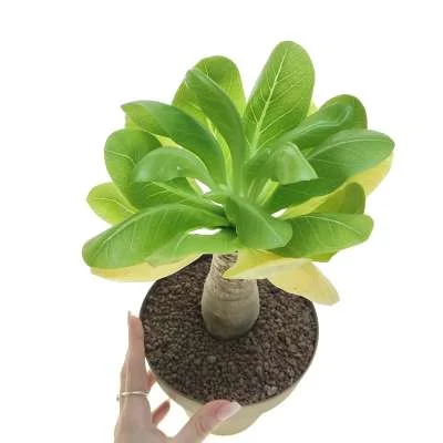 Brighamia insignis — CAP-K0091