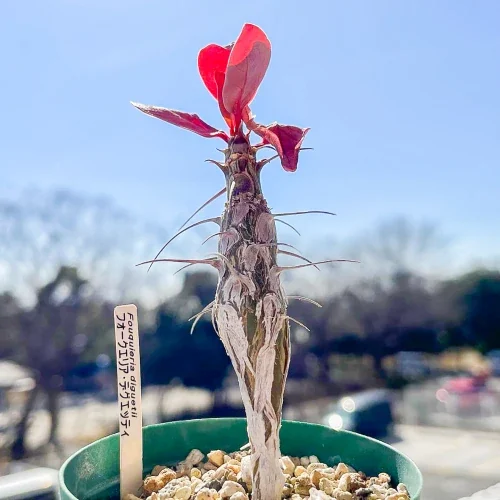 Fouquieria diguetii — CAP-K0094