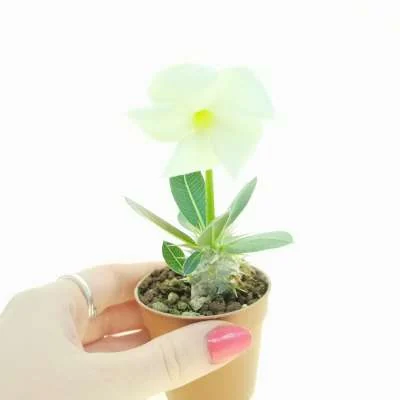 Pachypodium brevicaule subsp. leucoxanthum — CAP-K0098