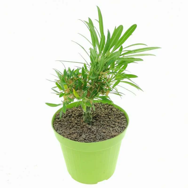 Pachypodium lamerei monstrose crested — CAP-K0100
