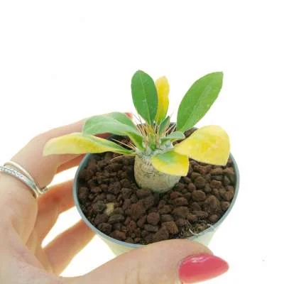 Pachypodium namaquanum — CAP-K0101