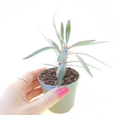 Pachypodium rosulatum subsp. cactipes — CAP-K0102