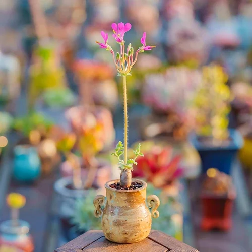 Pelargonium incrassatum — CAP-K0105