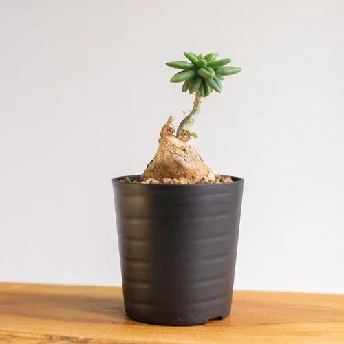Tylecodon sulphureus — CAP-K0110