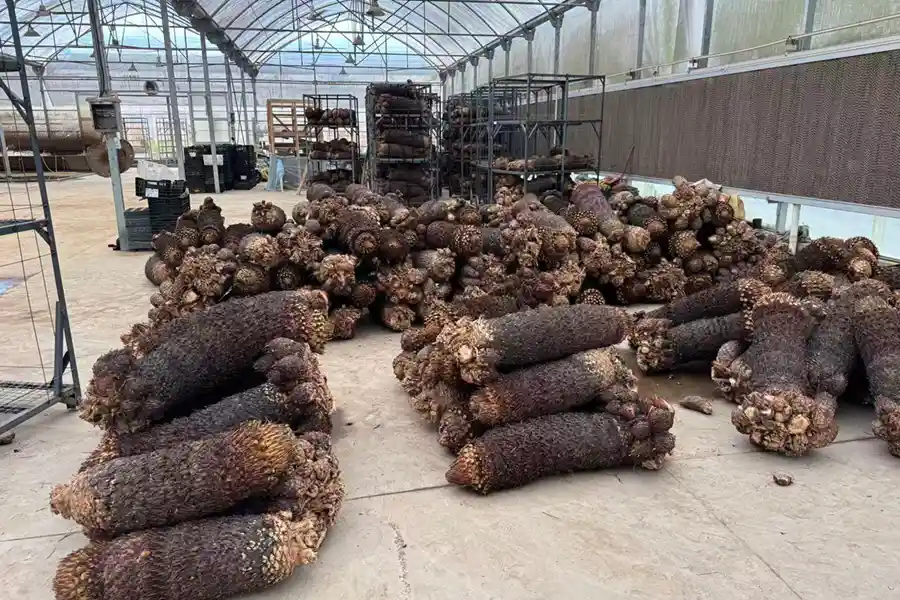 Example of bare-root plant preparation