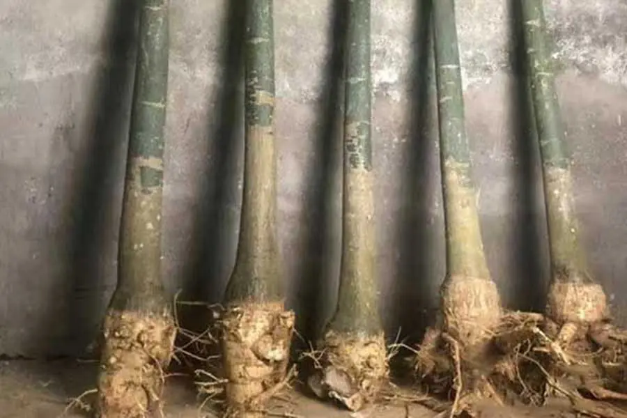 Bare-root plant stems with exposed roots arranged together