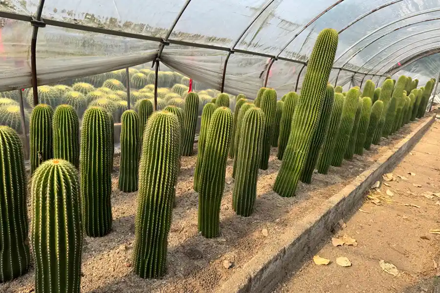 Cacti growing in a plant nursery