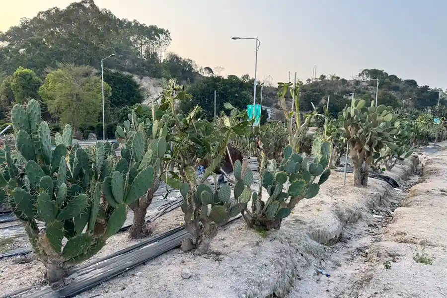 Cacti in a nursery