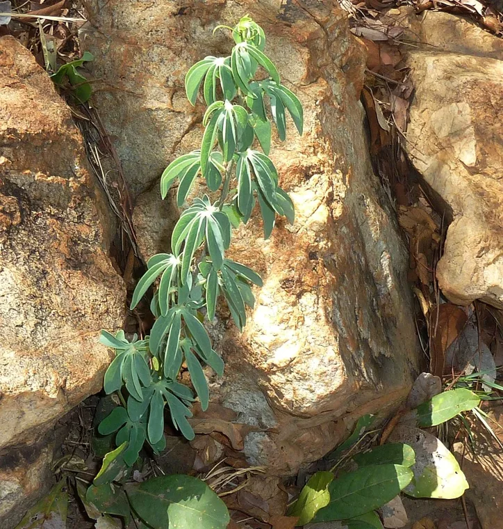 Adenia glauca botanical reference photo