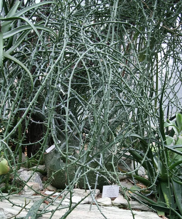 Adenia globosa botanical reference photo