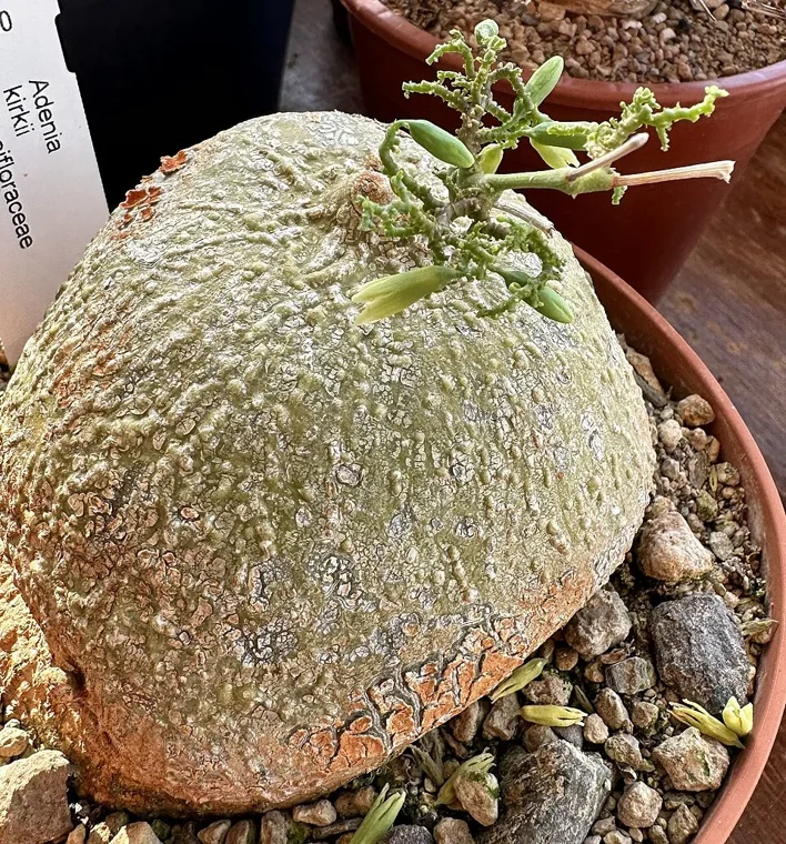 Adenia kirkii botanical reference photo
