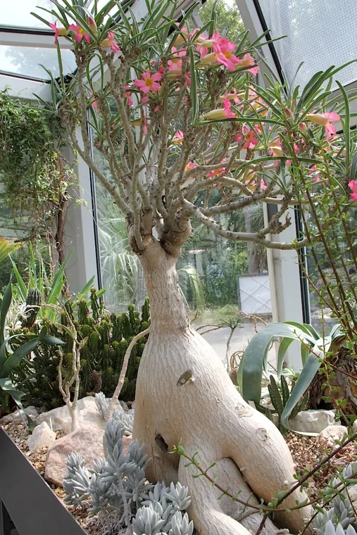 Adenium oleifolium botanical reference photo