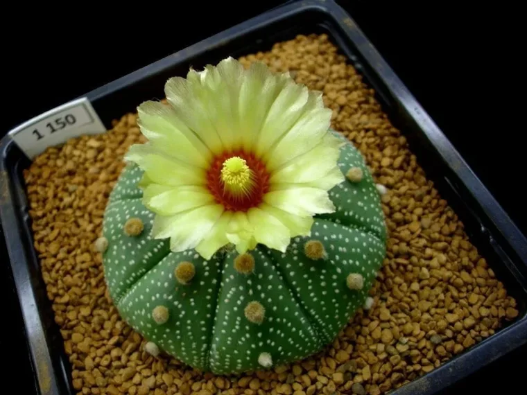 Astrophytum asterias botanical reference photo