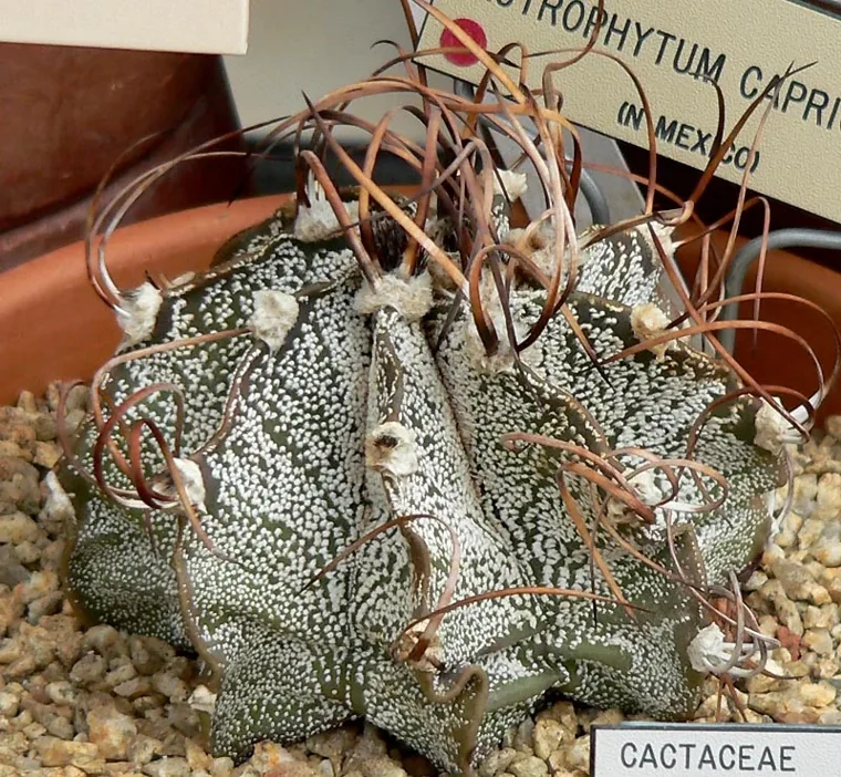Astrophytum capricorne botanical reference photo