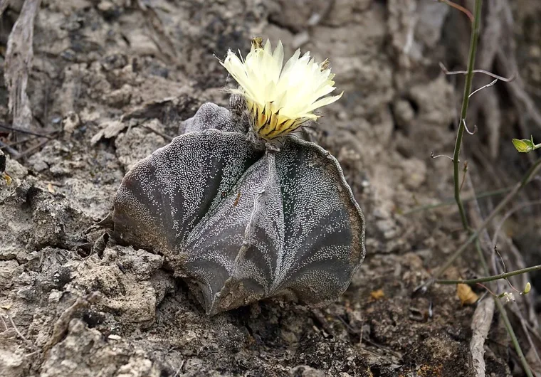 Astrophytum myriostigma botanical reference photo