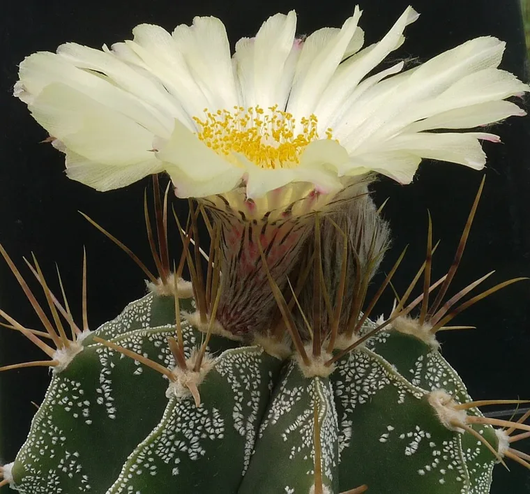 Astrophytum ornatum botanical reference photo
