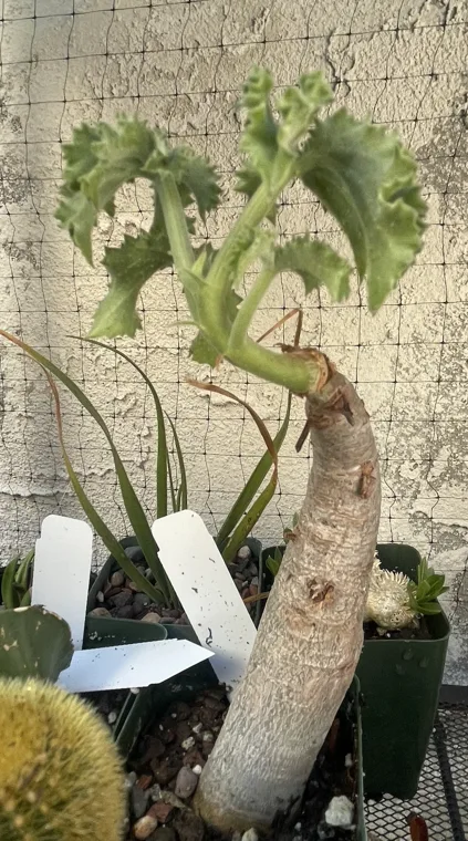 Cyphostemma uter botanical reference photo