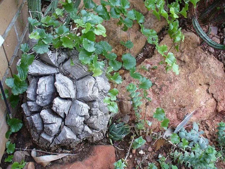 Dioscorea elephantipes botanical reference photo