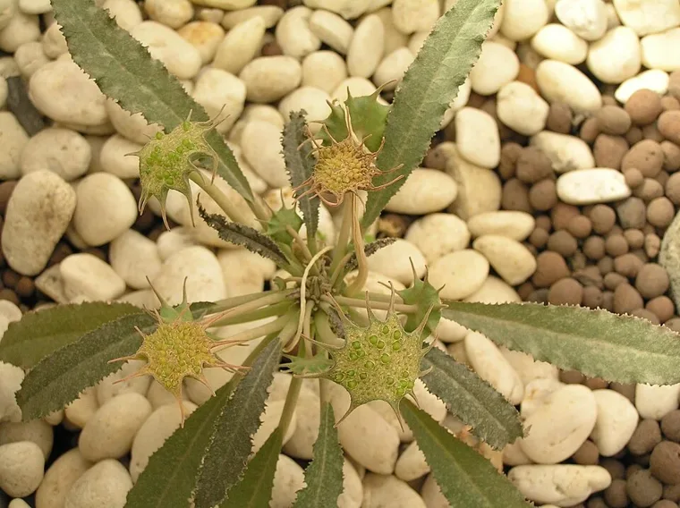 Dorstenia crispa botanical reference photo