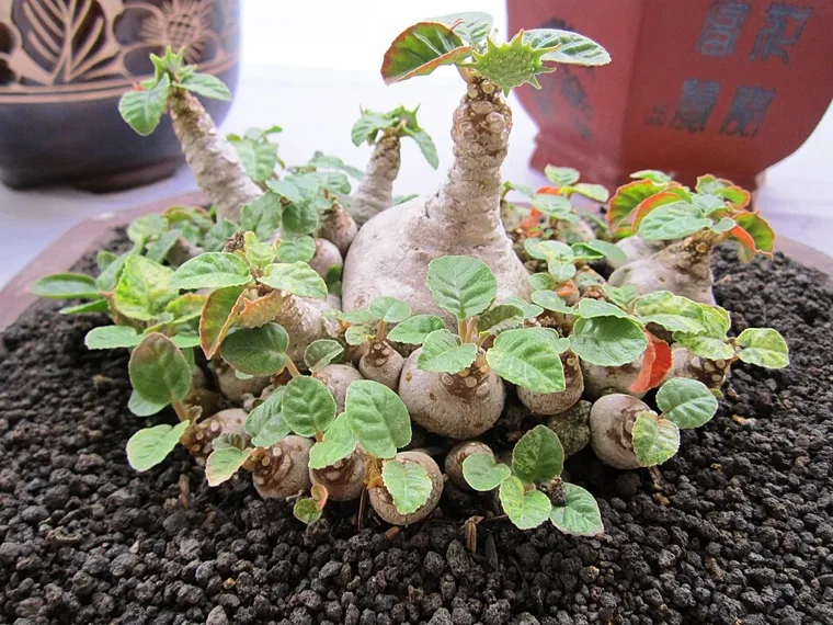 Dorstenia foetida botanical reference photo