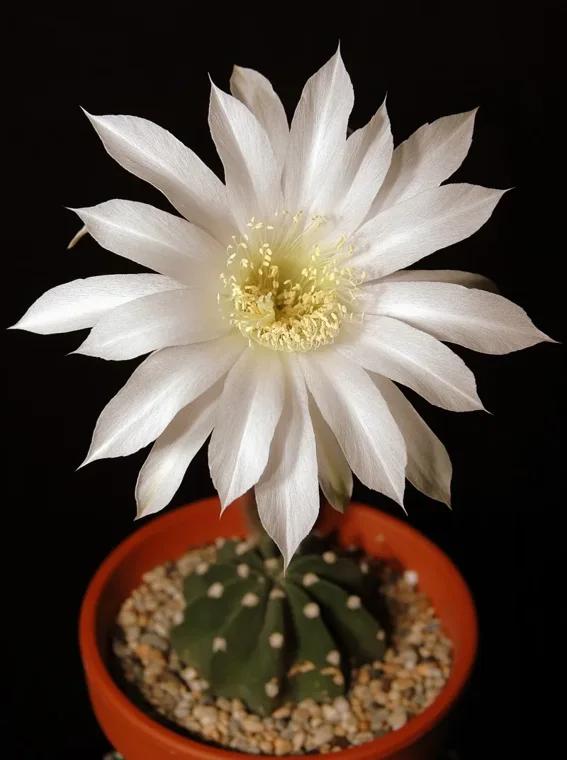 Echinopsis subdenudata botanical reference photo