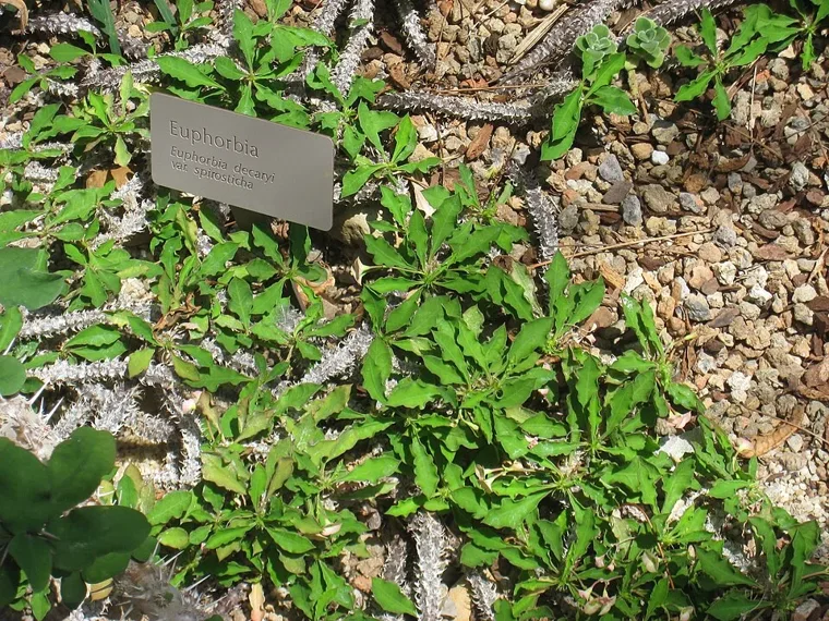 Euphorbia decaryi botanical reference photo