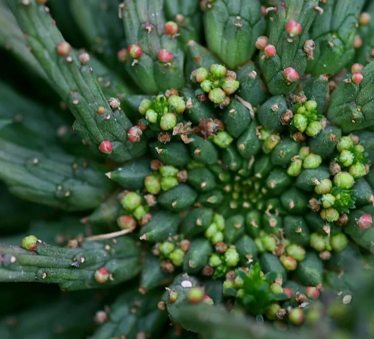 Euphorbia gorgonis botanical reference photo