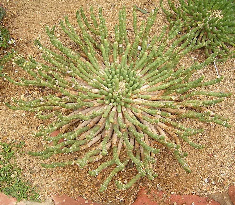 Euphorbia inermis botanical reference photo
