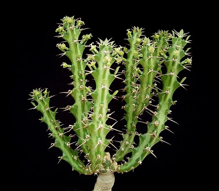 Euphorbia knuthii botanical reference photo