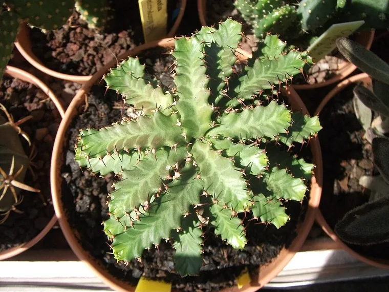 Euphorbia stellata botanical reference photo