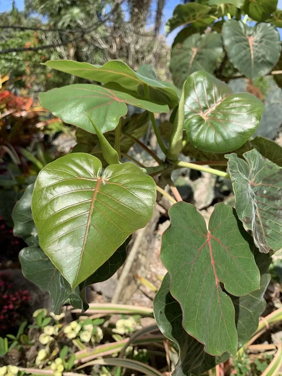 Ficus petiolaris botanical reference photo