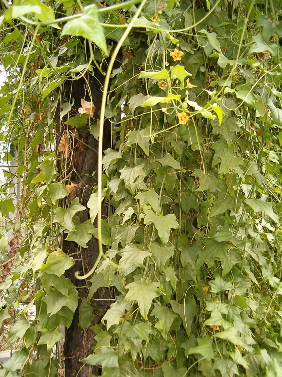 Gerrardanthus macrorhizus botanical reference photo
