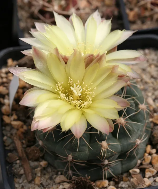 Gymnocalycium andreae botanical reference photo