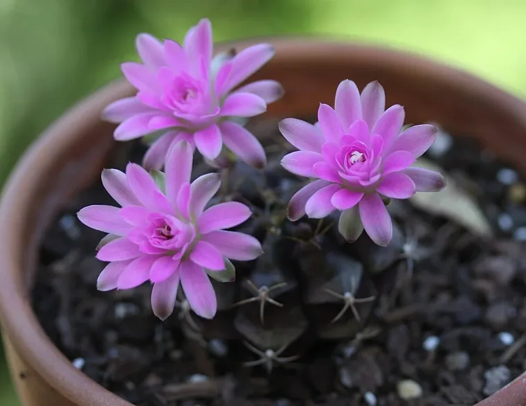 Gymnocalycium anisitsii botanical reference photo