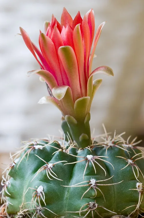 Gymnocalycium baldianum botanical reference photo