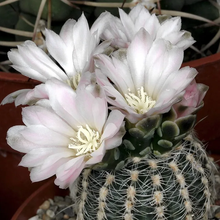 Gymnocalycium bruchii botanical reference photo