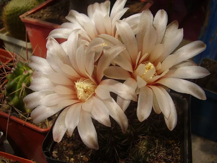 Gymnocalycium erinaceum botanical reference photo