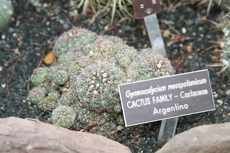 Gymnocalycium mesopotamicum botanical reference photo