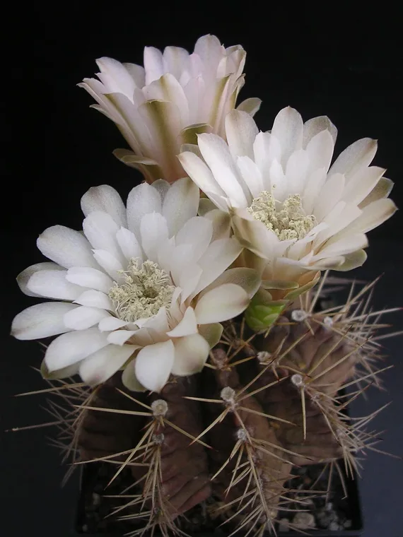 Gymnocalycium mihanovichii botanical reference photo
