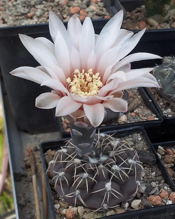 Gymnocalycium robustum botanical reference photo