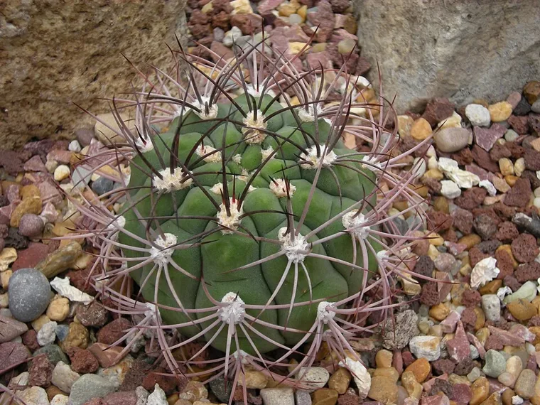 Gymnocalycium saglionis botanical reference photo