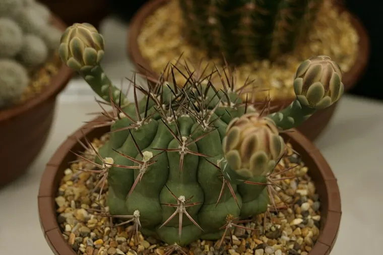 Gymnocalycium schickendantzii botanical reference photo