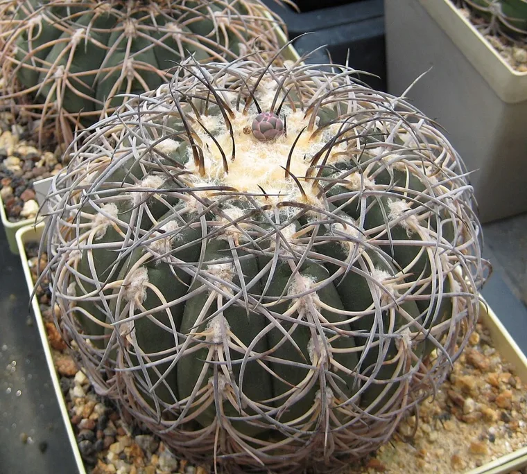 Gymnocalycium spegazzinii botanical reference photo