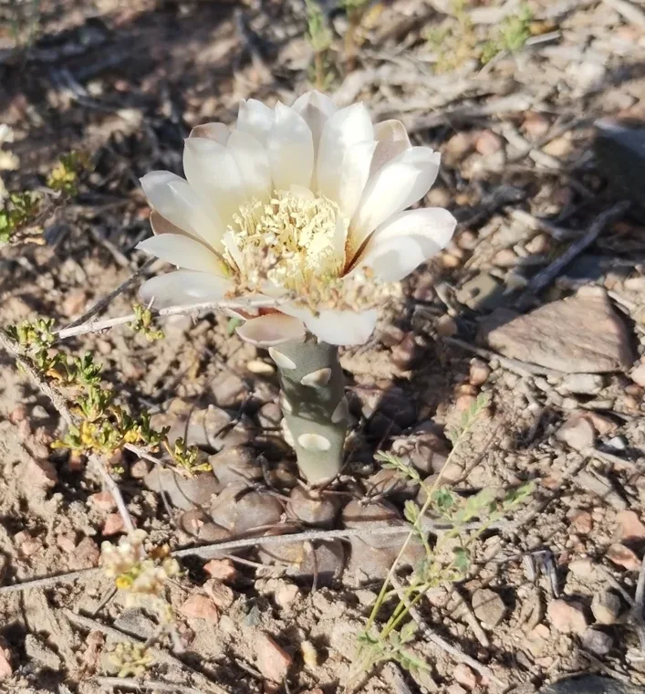 Gymnocalycium striglianum botanical reference photo
