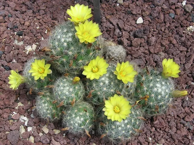 Mammillaria baumii botanical reference photo