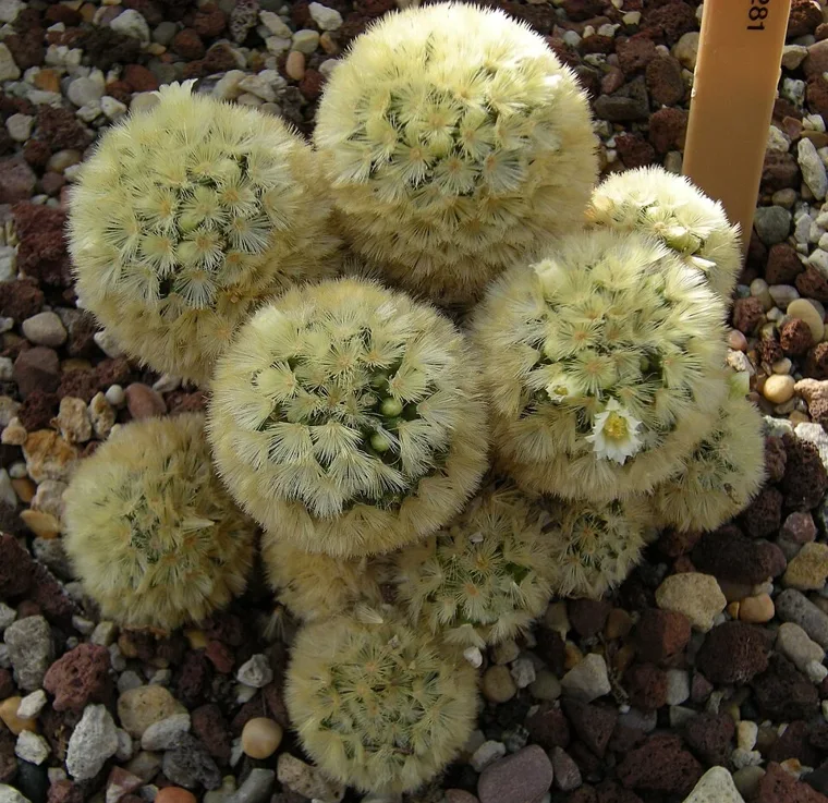 Mammillaria carmenae botanical reference photo